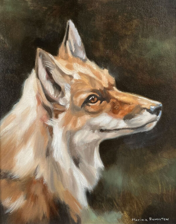 Study of Fox