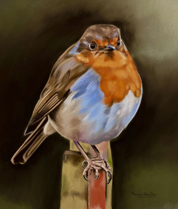 Resting Robin